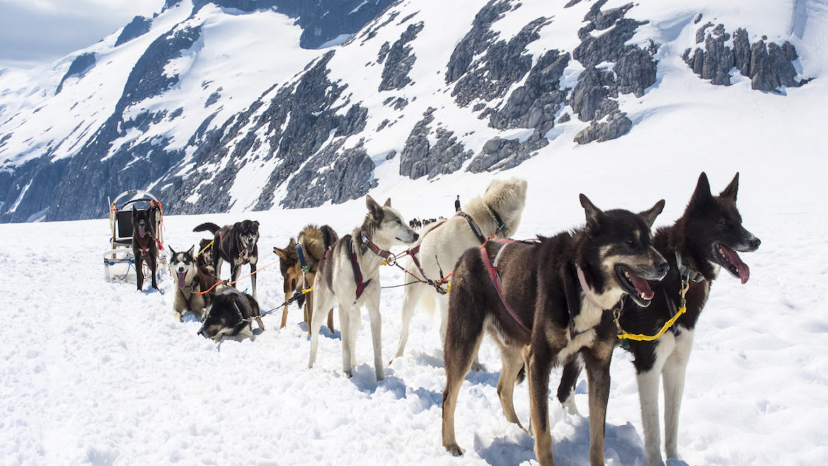 Mushing in Alaska