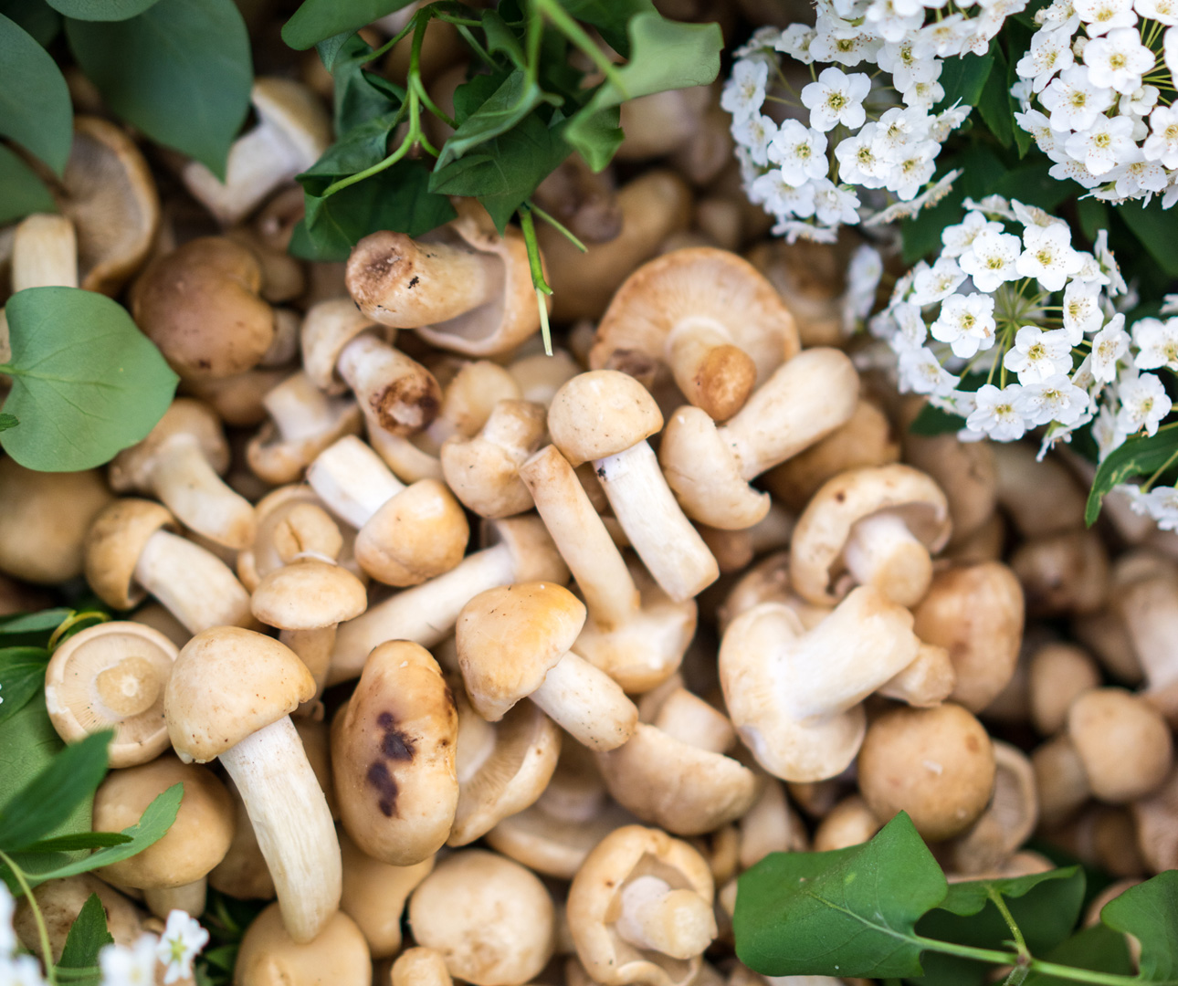 glimpse into the secret world of mushrooms