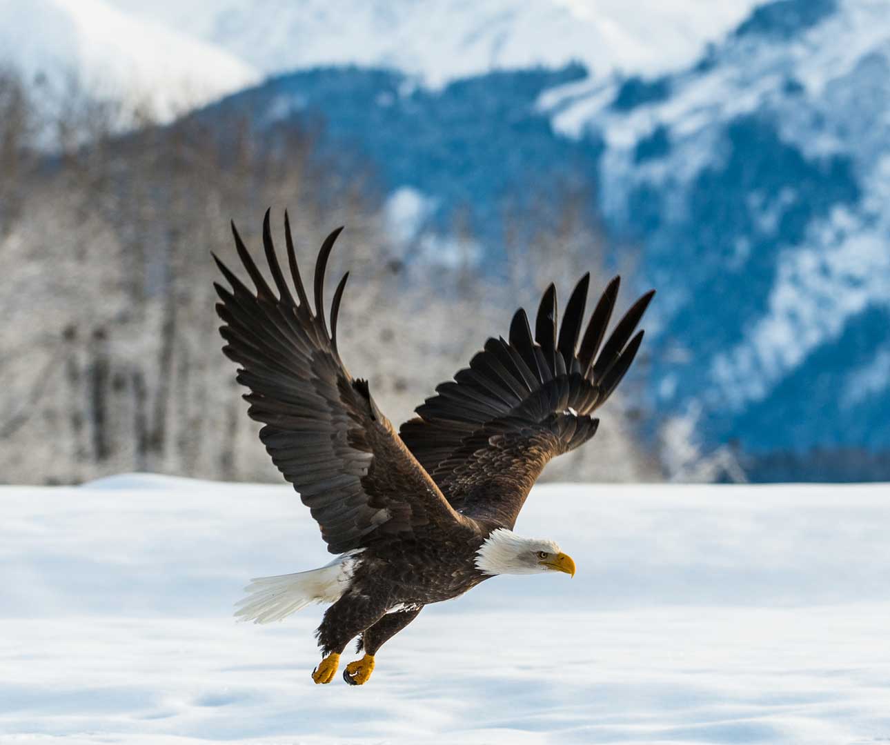 Wildlife in Alaska - All About Alaska's Wildlife
