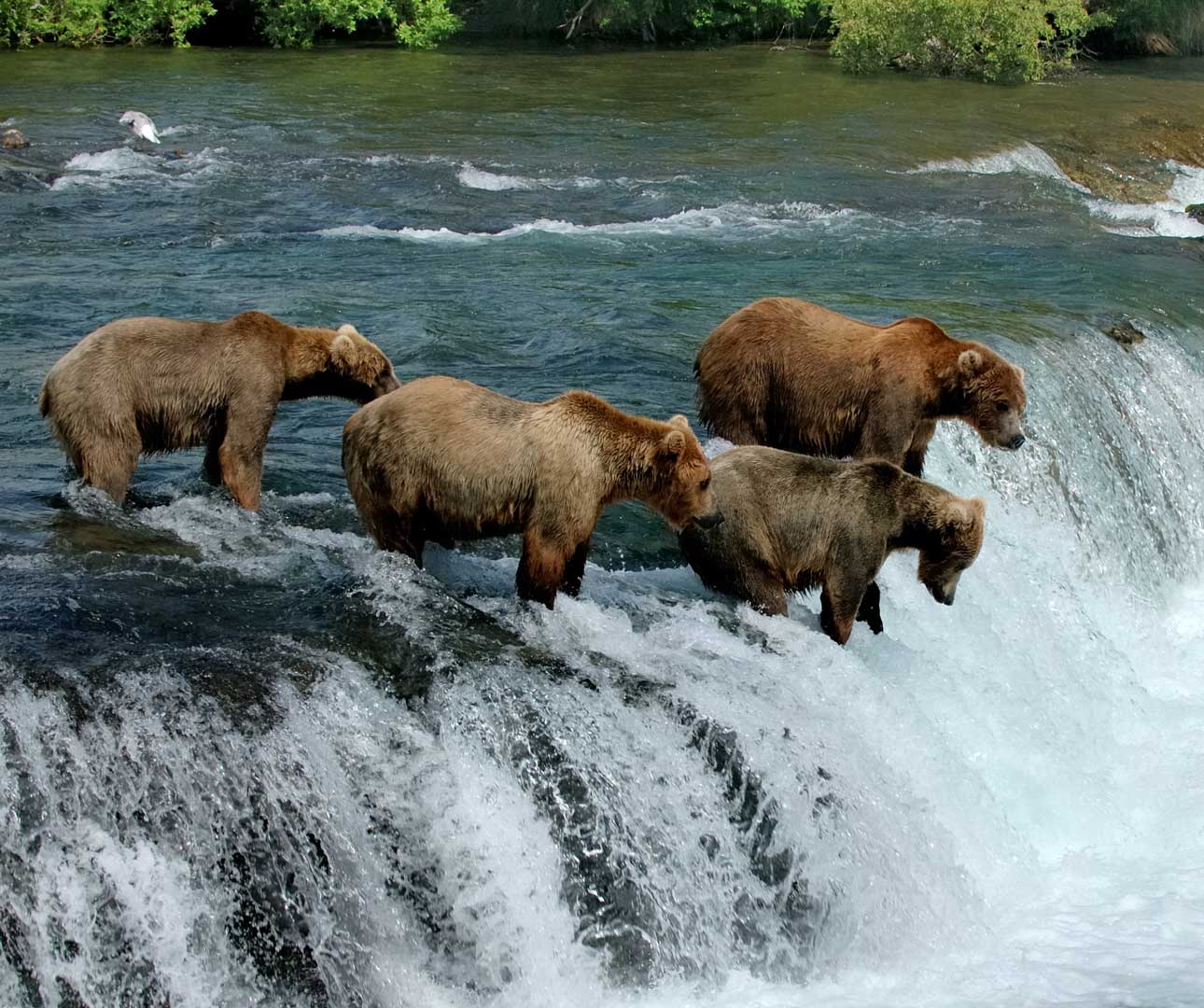 Wildlife in Alaska - All About Alaska's Wildlife