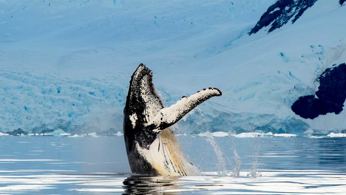 Alaska Animals