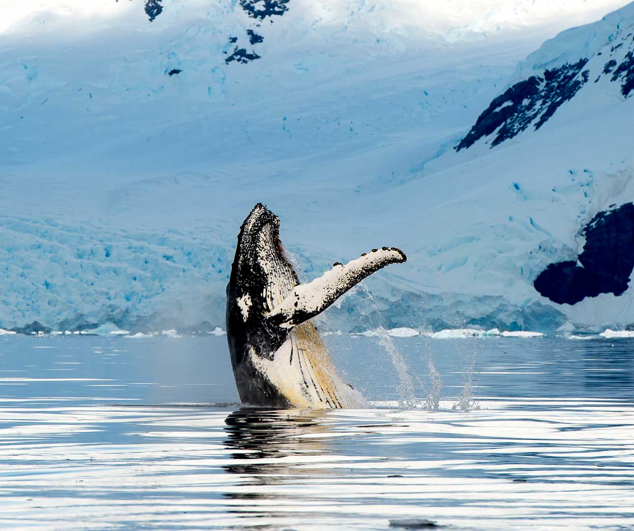 Six Alaskan Animals You Never Thought You'd See - Insight Vacations