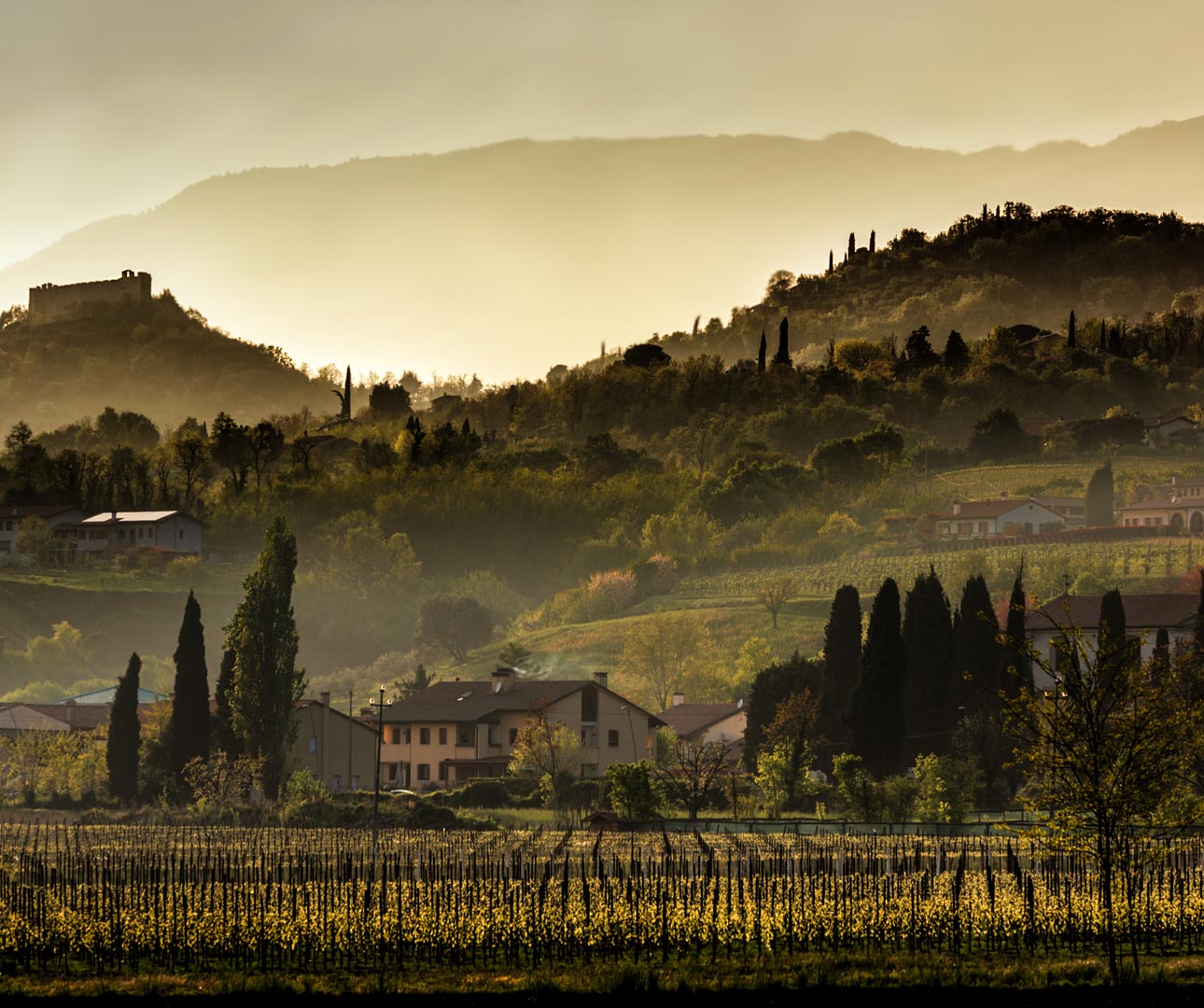 Sunset over vineyards in the Veneto