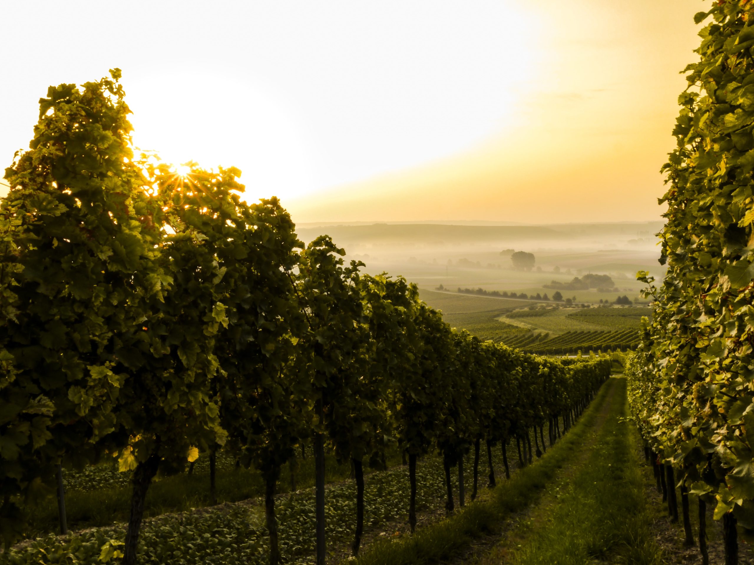 Vineyard New Zealand