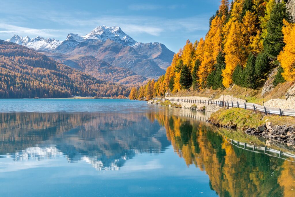 Larch trees mirrored in Lake Silvaplana in autumn, St Moritz, Switzerland
