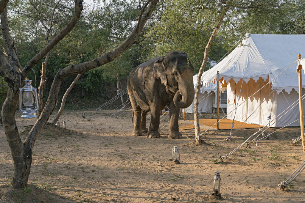 Asian elephant walking among tents at Dera Amer camp