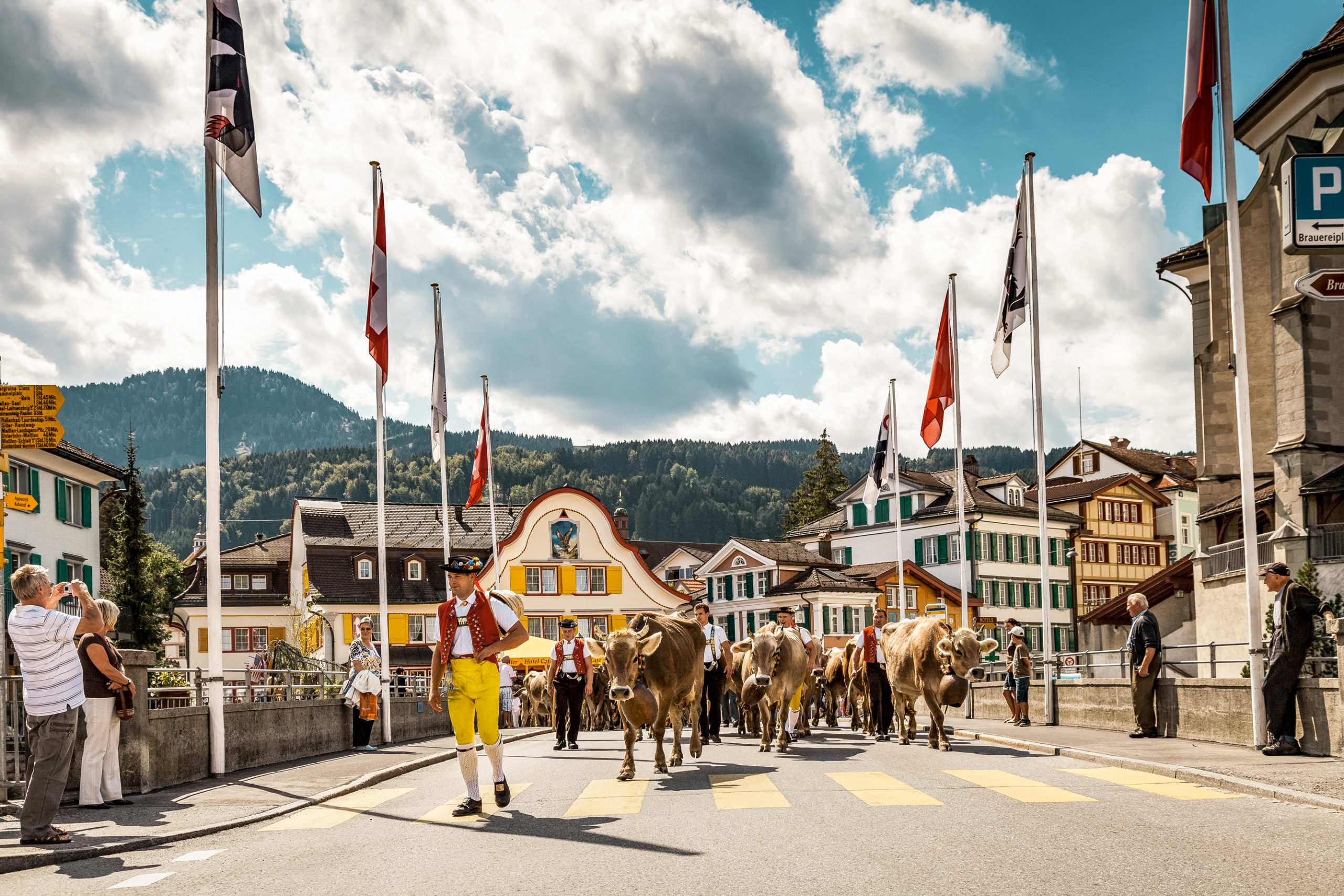 Cows returning to summer pastures in switzerland