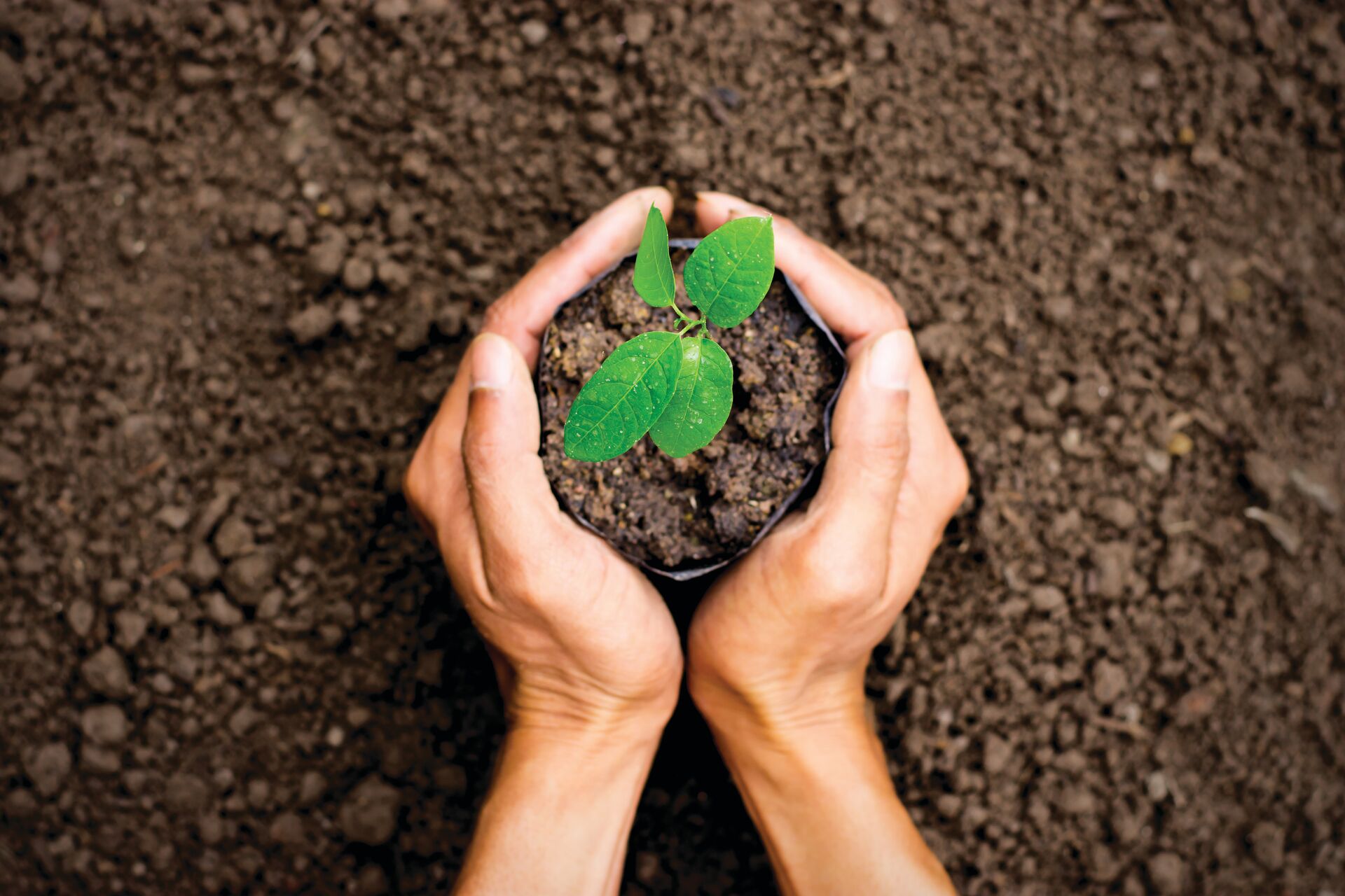 Hands holding a plant over the soil to illustrate sustainability