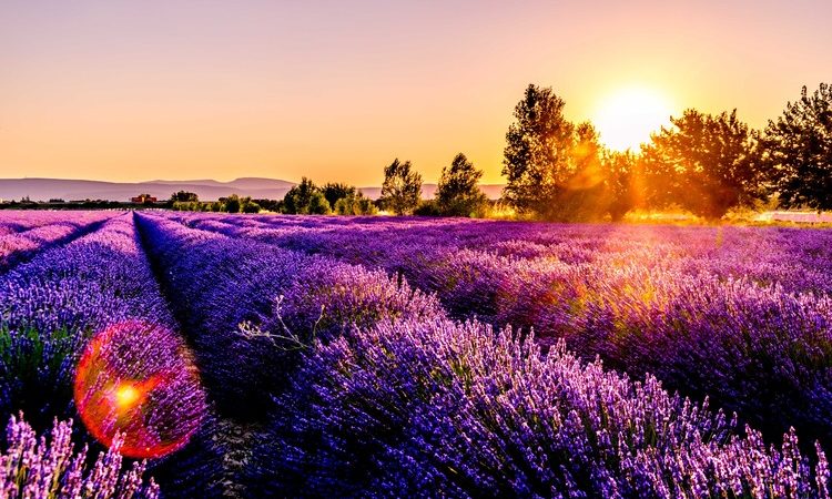 lavender field at sunset France