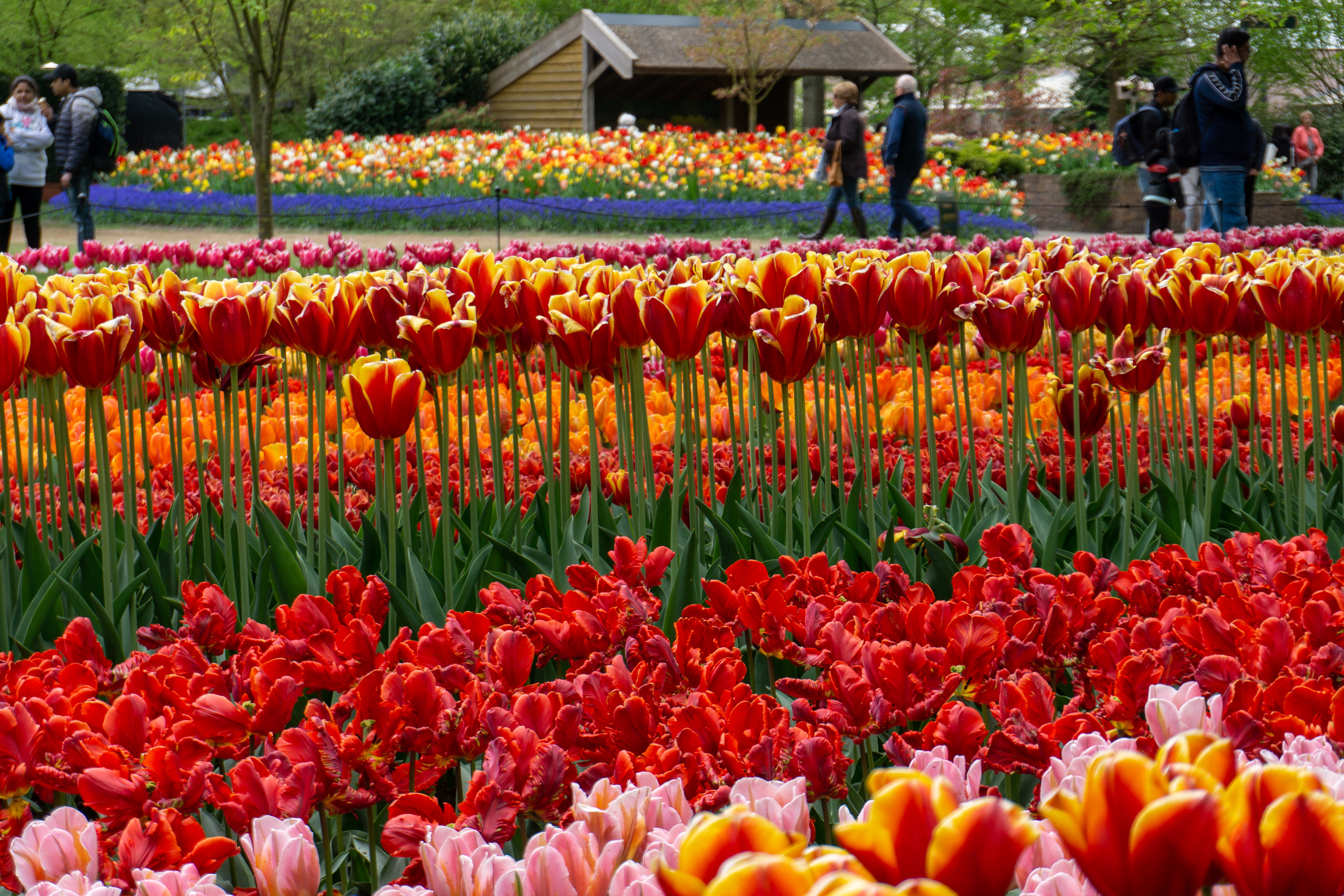Red tulips blooming amongst other flowers