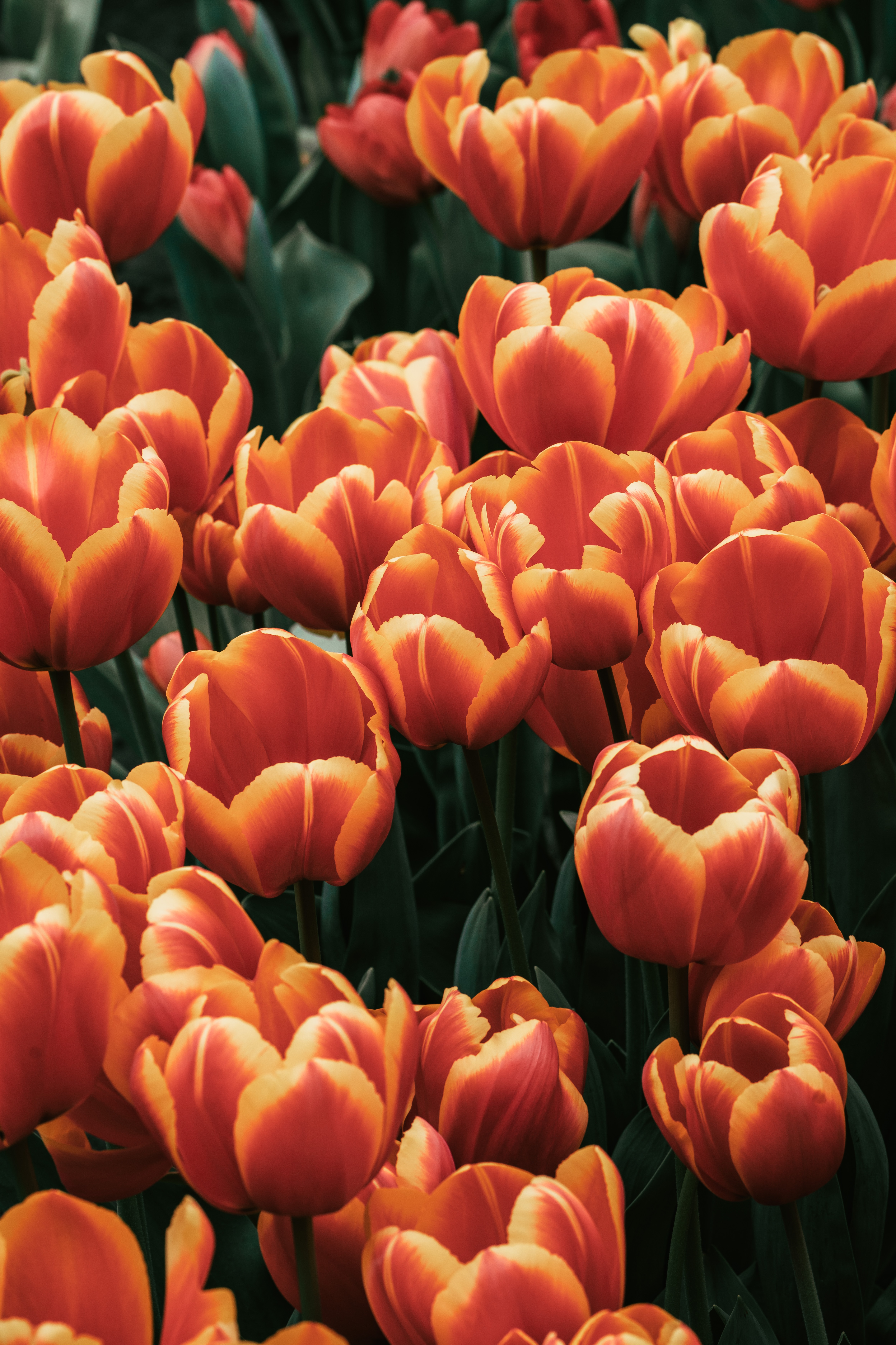 Red tulips in bloom