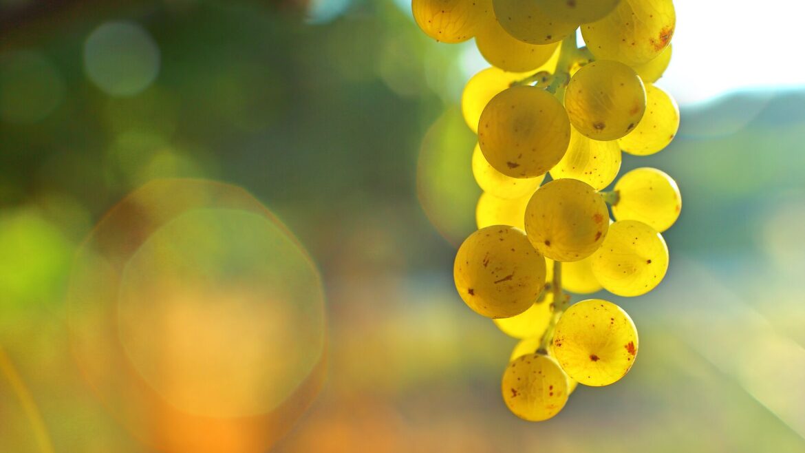 Close up of green grapes with the sunning flooring in from behind against a blurred background