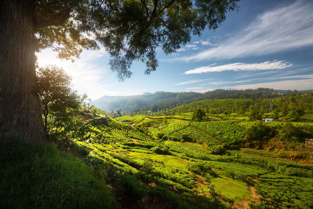 Tea fields in Sri Lanka, lit up by gorgeous morning sunlight