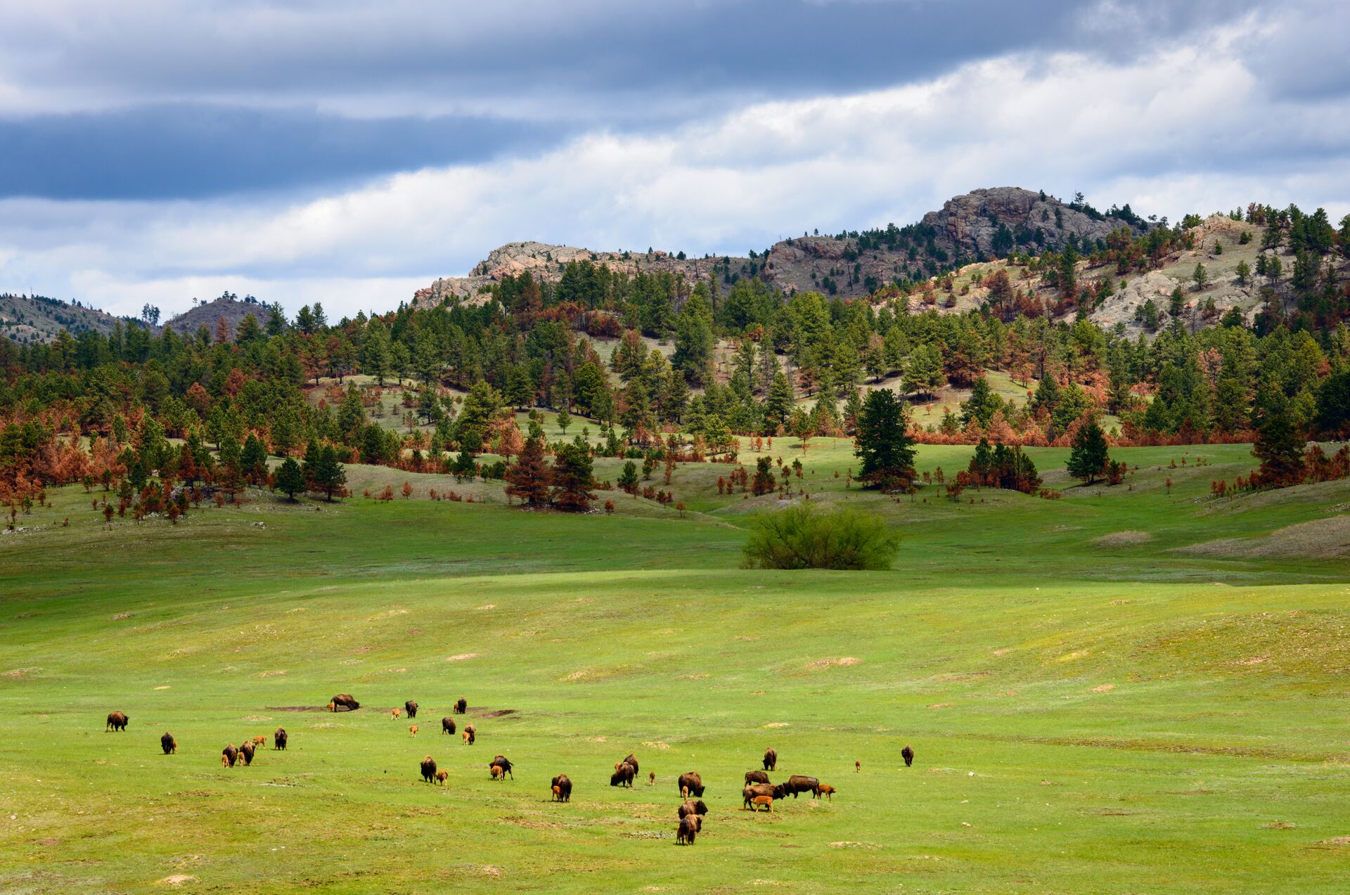 Image of bison grazing the lush green fields of the Balck Hills , South Dakota. With mountains in the background and a bright sky.