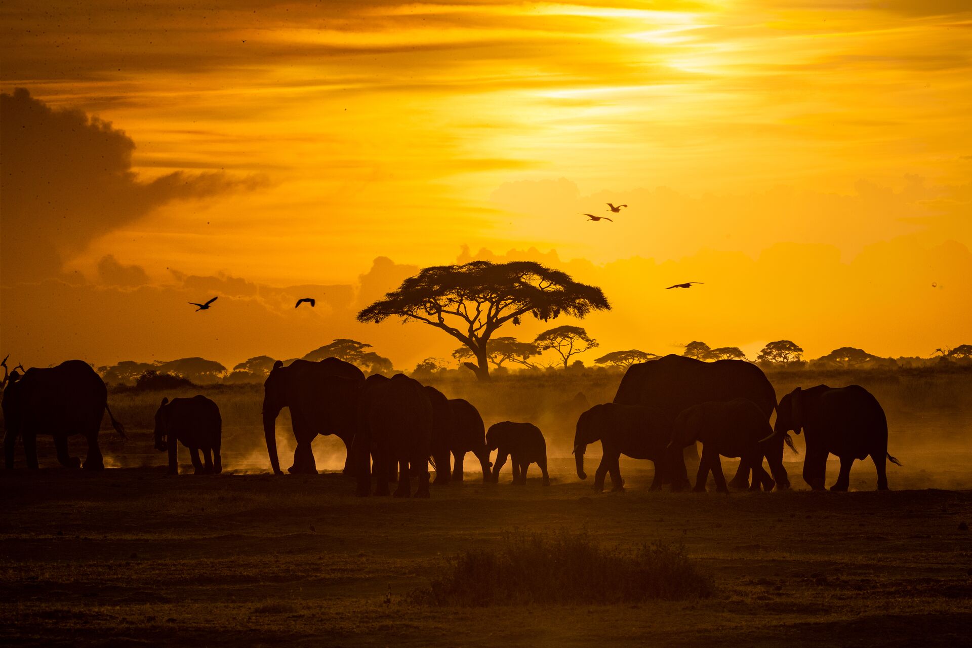 Silhouette image of a herd of African elephants our on the plains against the sun set intently warm and atmospheric