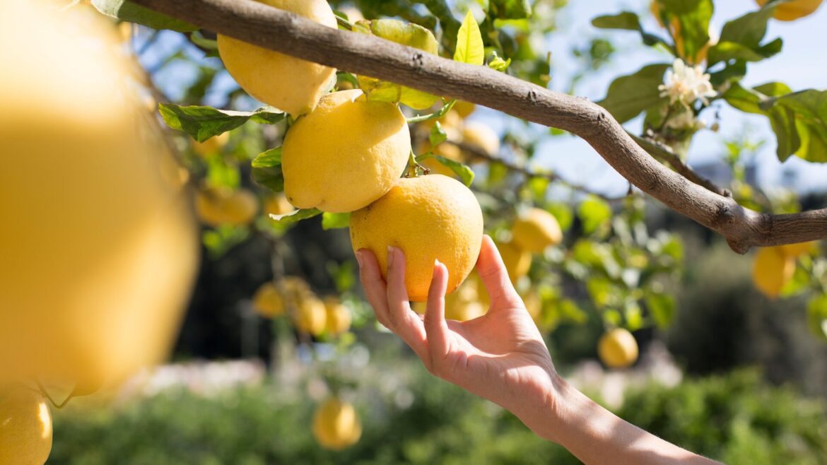 Woman picking lemons from tree