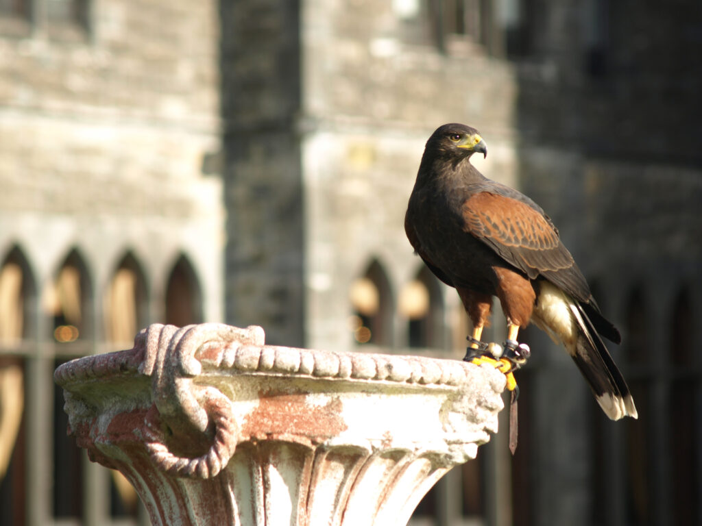 A Harris's hawk photographed in the grounds ofAshford Castle