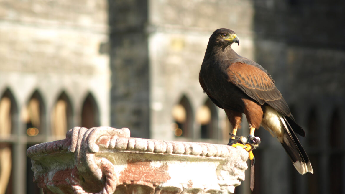 A Harris's hawk photographed in the grounds ofAshford Castle