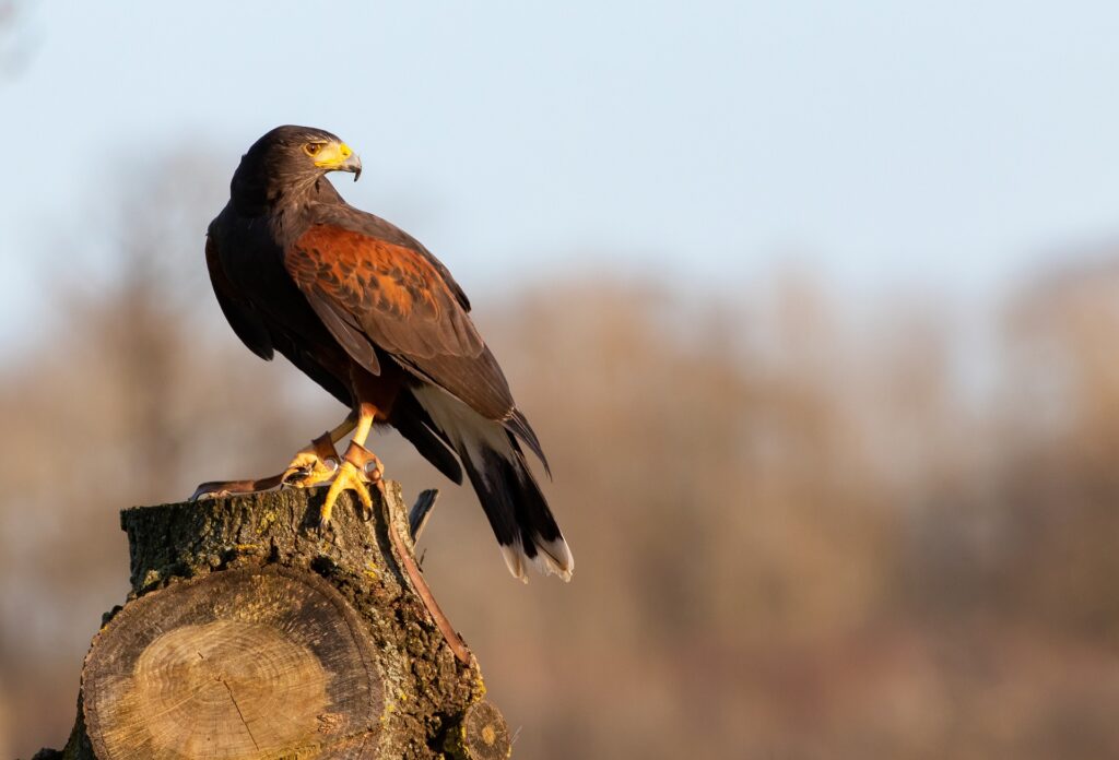 A Harri's hawk resting on a tree stump