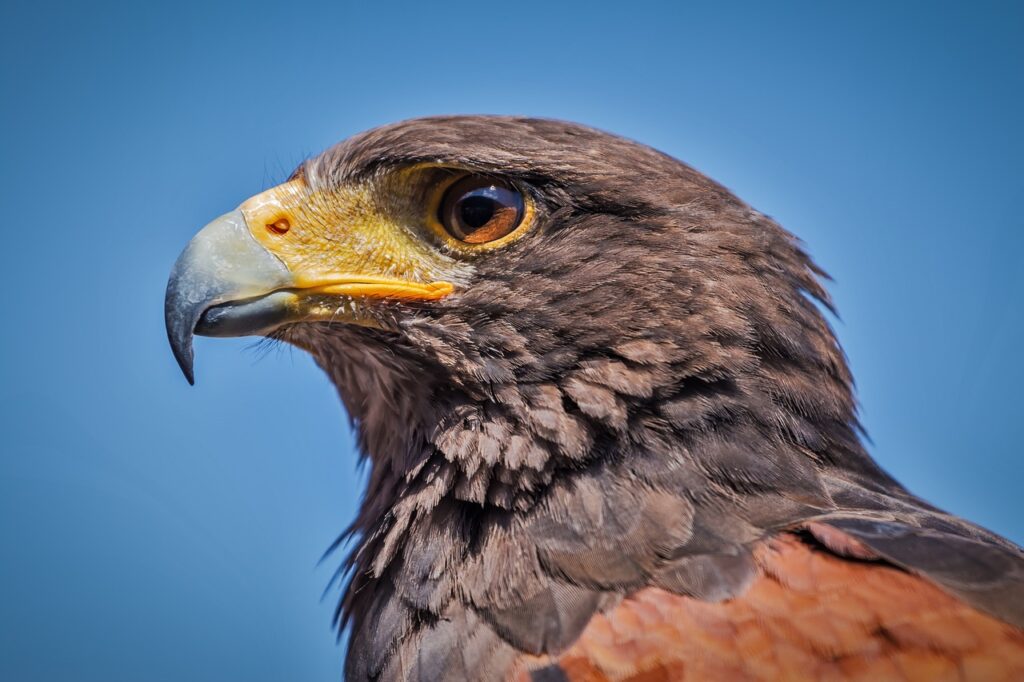 close-up view of a Harris's hawk's face
