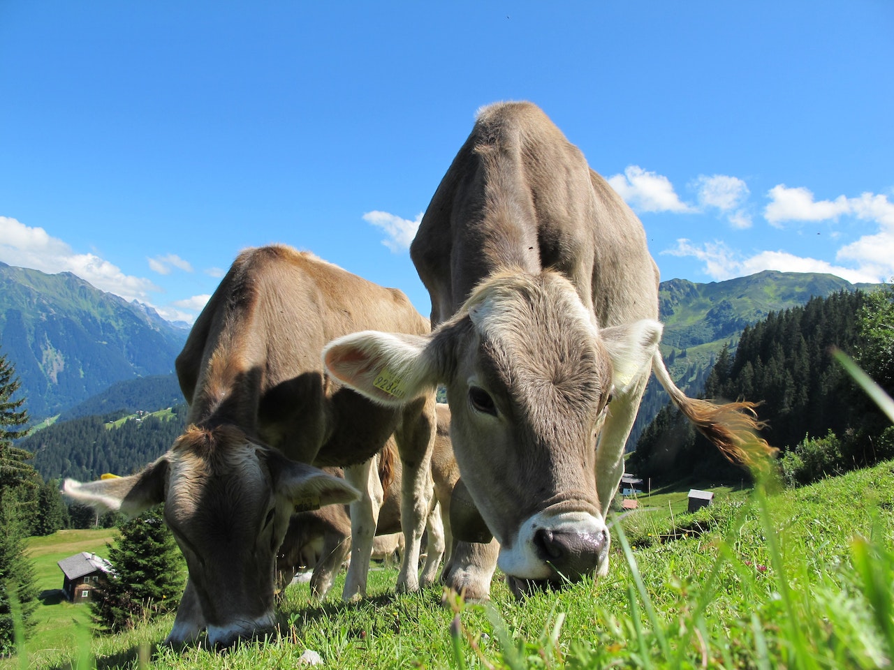Two brown cows eating grass