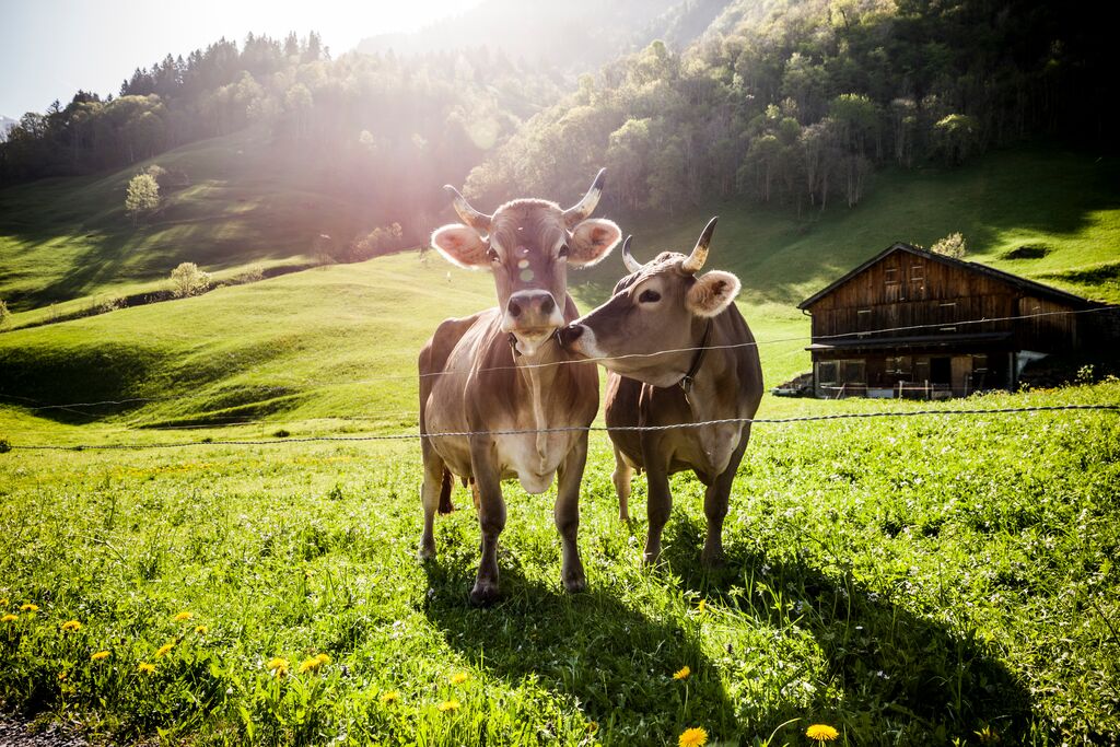 Two brown Swiss milking cows in field