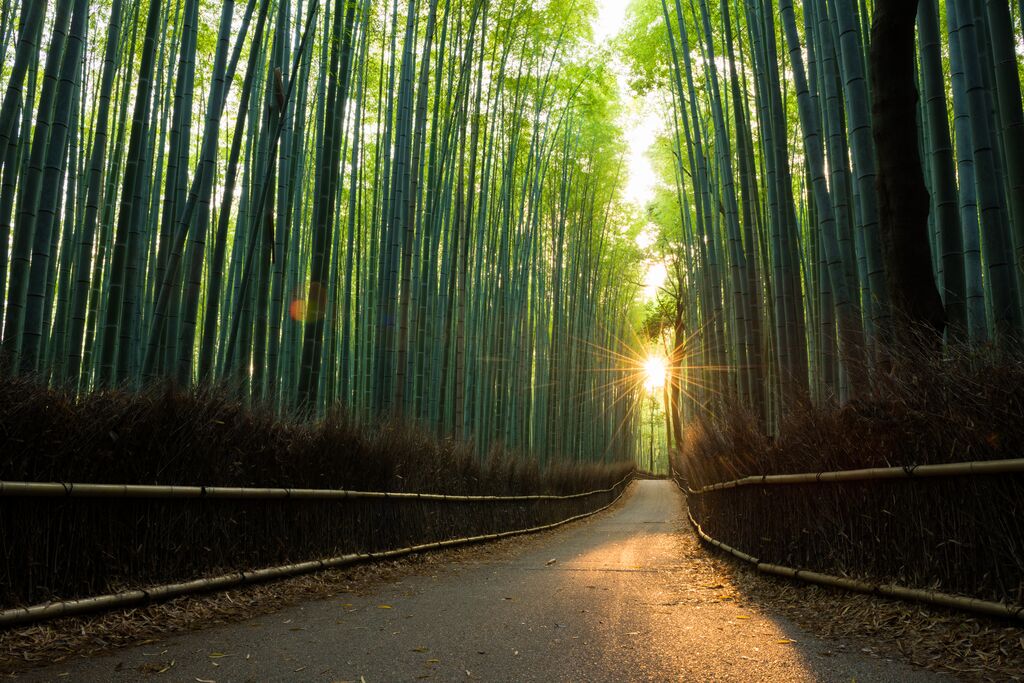 Eco-friendly bamboo forest