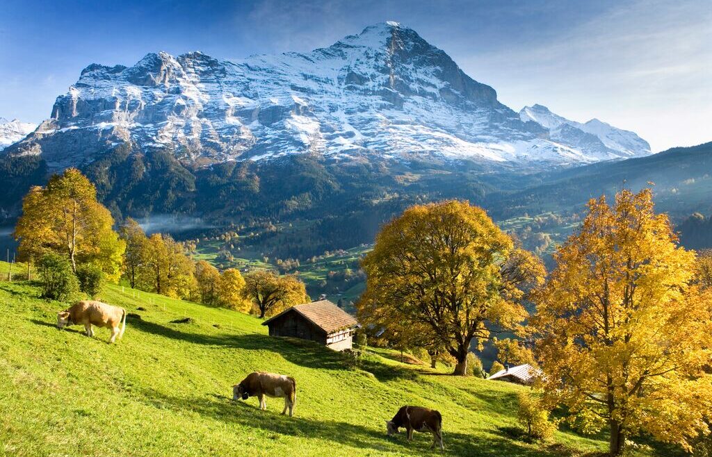 Landscape of green fields with brown dairy cows with snowcapped mountains in background, Switzerland