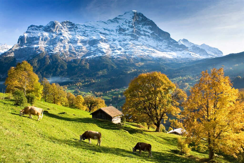 Landscape of green fields with brown dairy cows with snowcapped mountains in background, Switzerland