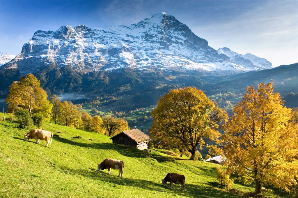 11 Little known Facts About Switzerland’s Famous Emmental Cheese