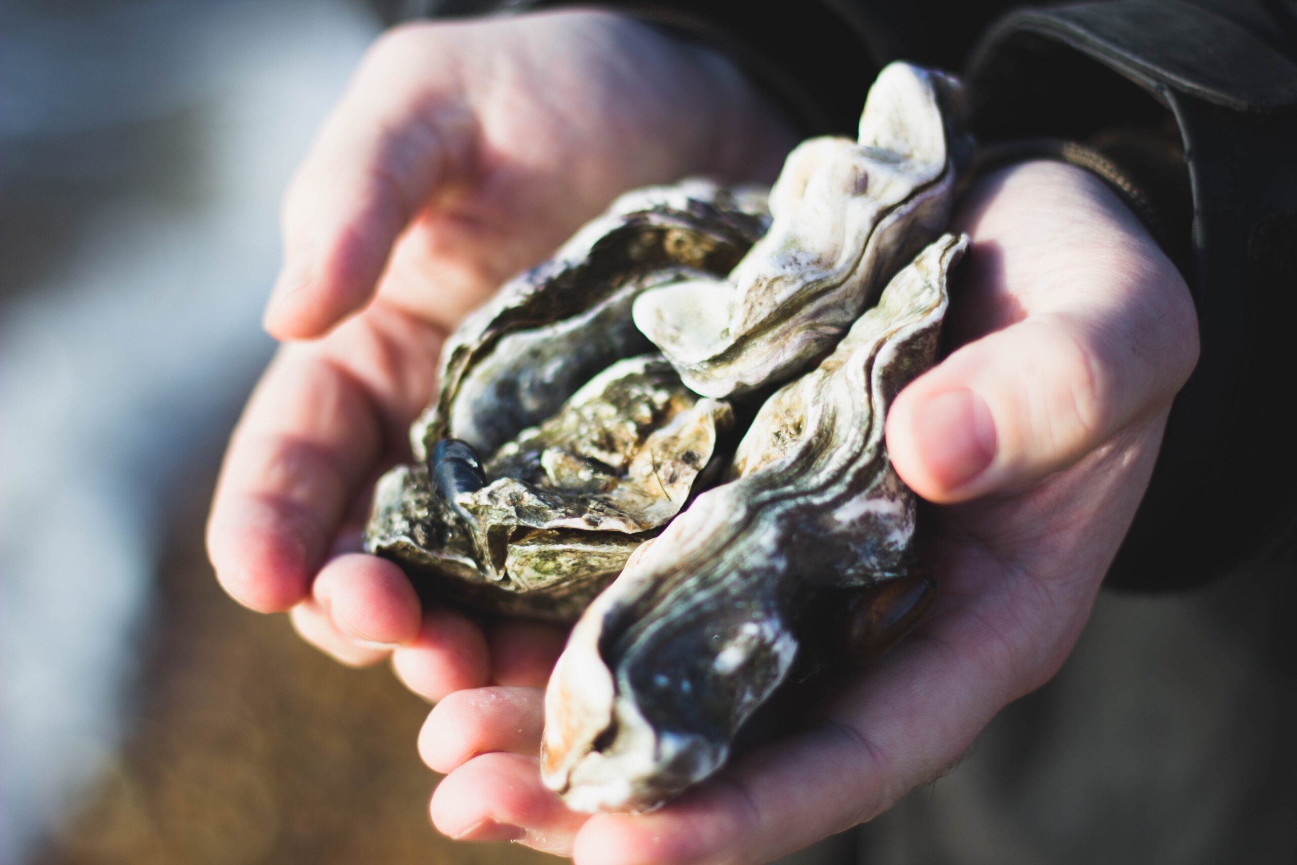 Pearls of the Adriatic: discover the world of oyster cultivation in Croatia