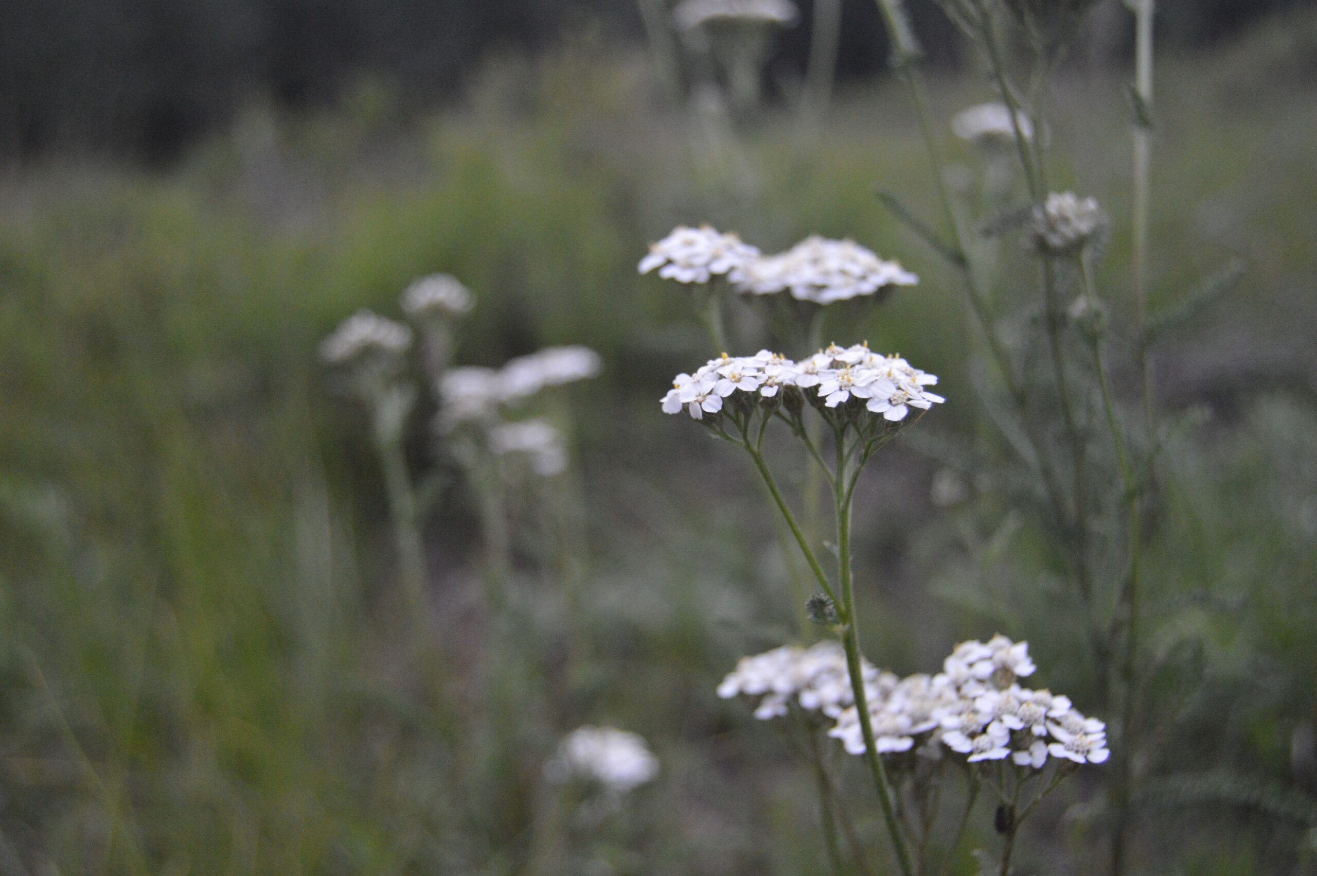 white flowers of yarrow plants surrounded by green grassland