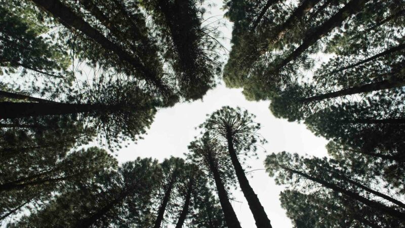 Wormseye view of trees in forest