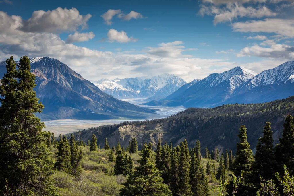 Mountainscape with pine trees in foreground