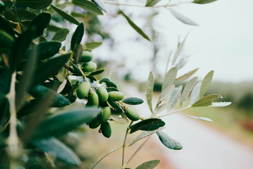 Closeup of olives growing on olive tree