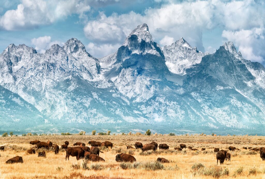 A gerd of brown bison graze on yellow grasslands against a dramatic snow capped mountain backdrop