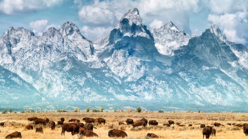 A gerd of brown bison graze on yellow grasslands against a dramatic snow capped mountain backdrop