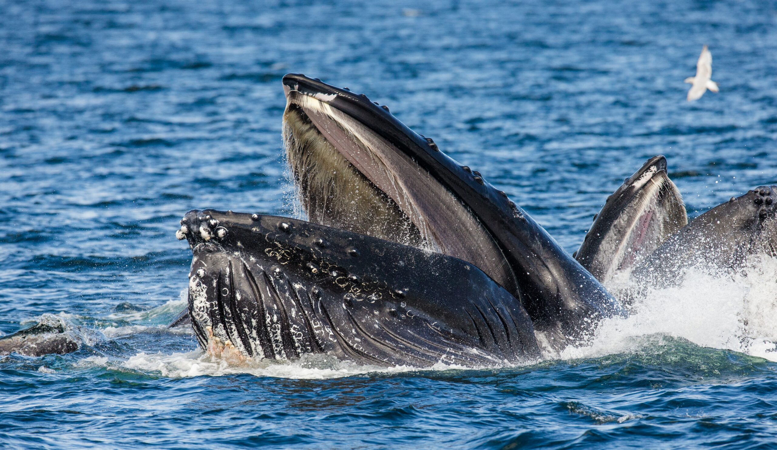 close up shot of black humpback whale with its mount open, rising out of the ocean surrounded by spray