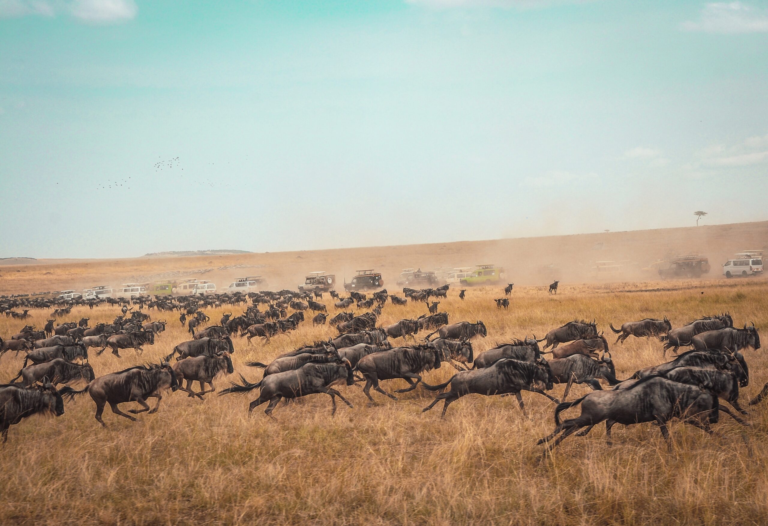 The greatest show on earth: mind-blowing facts about animal migrations