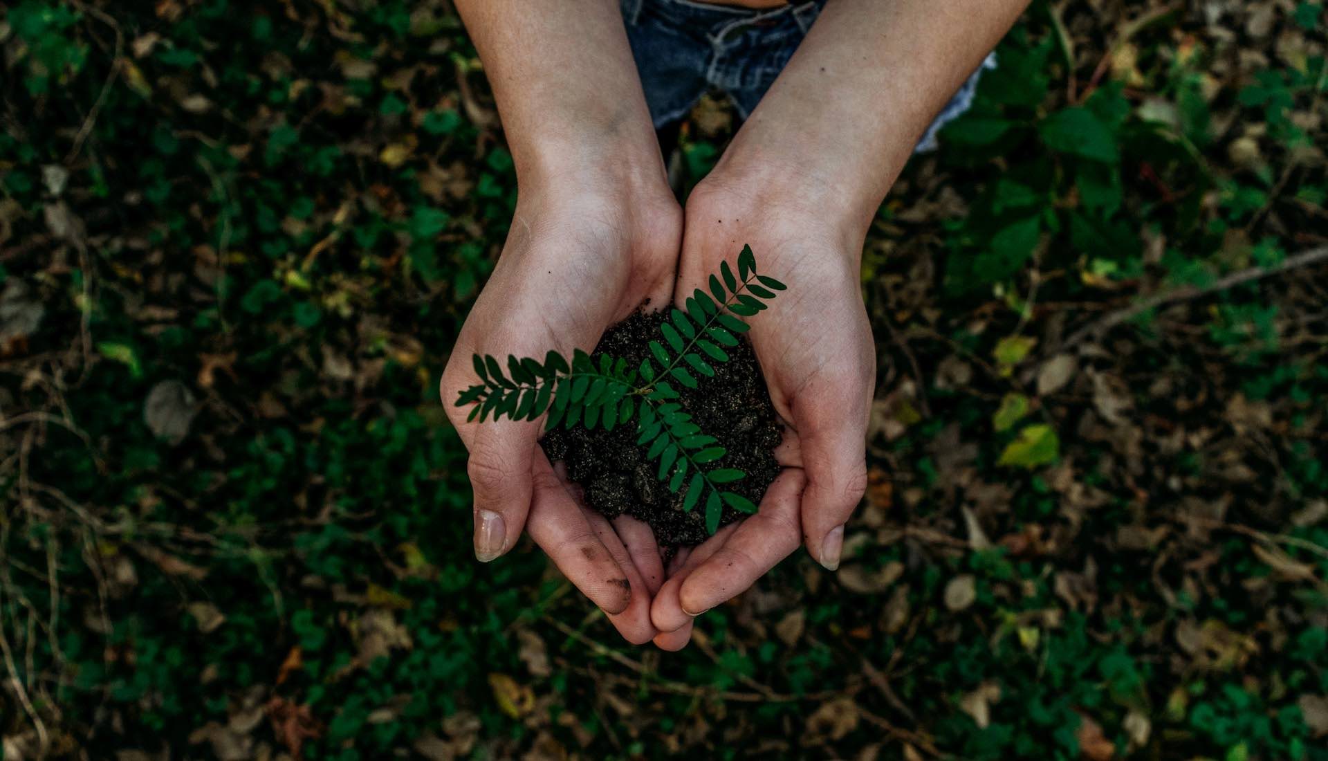 Hands cupping green foliage