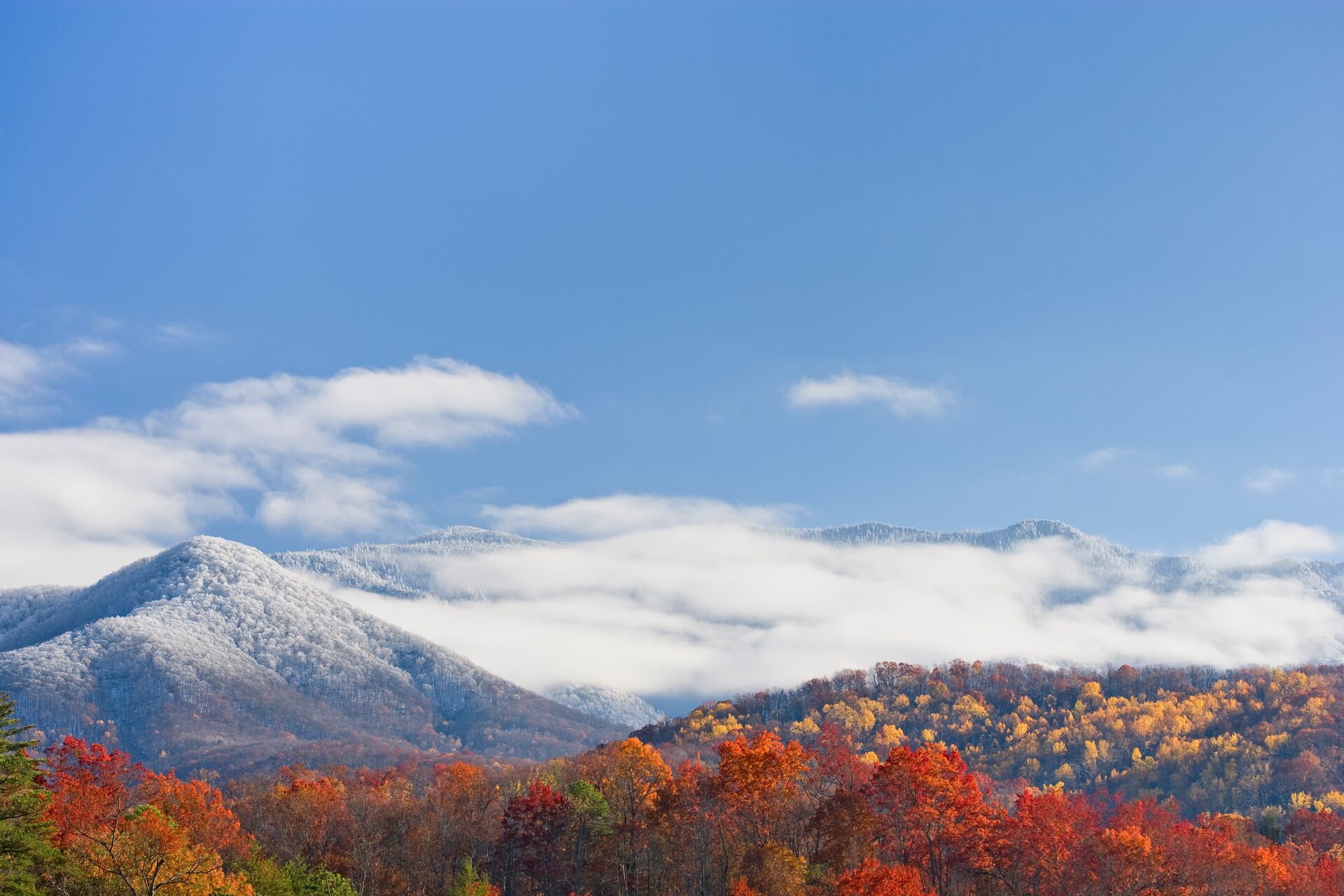 A snow capped mountain against a bright blue sky, with red and crimson trees in the foreground