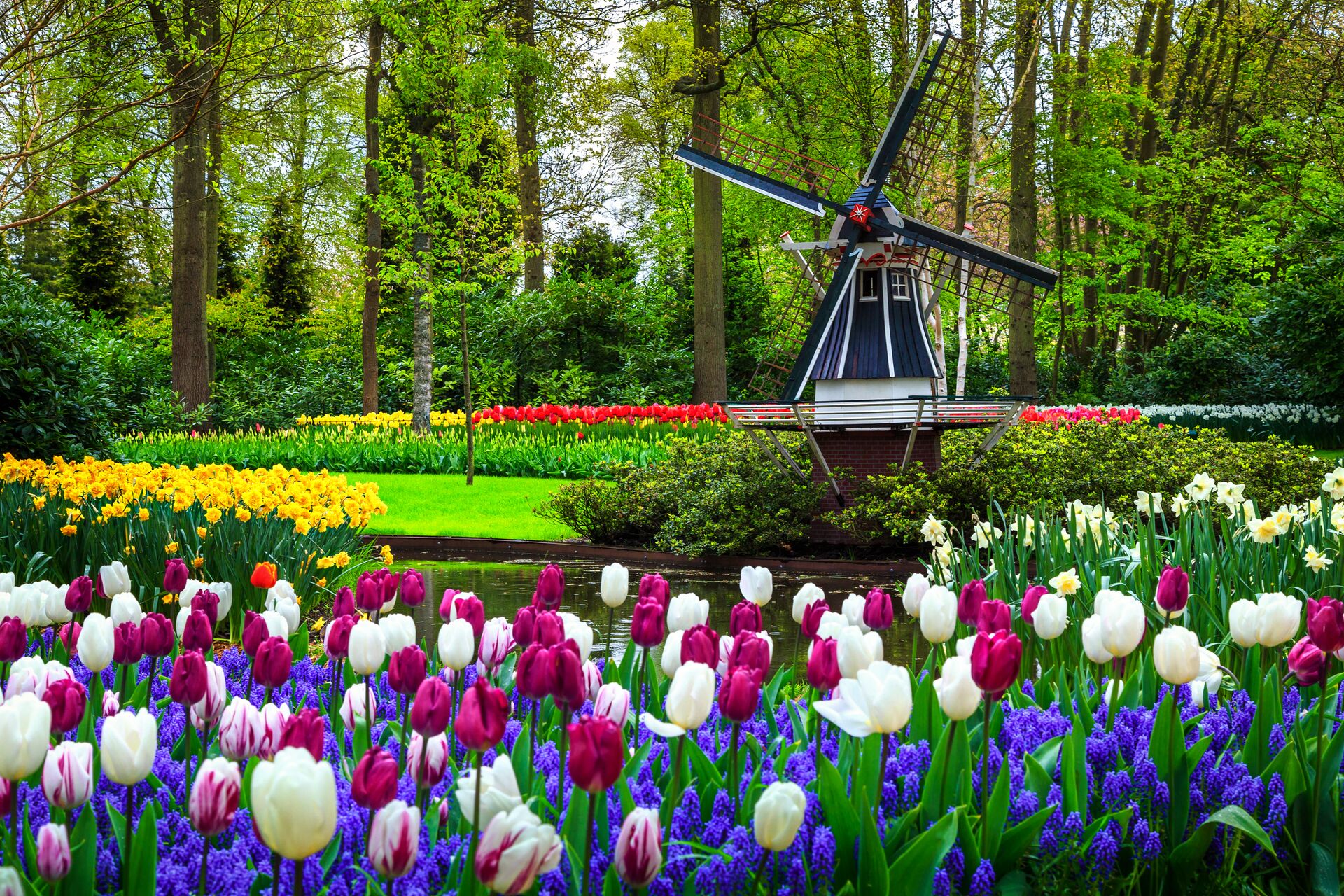 Purple, white, pink and red tulips bloom in front of a windmill and lush green gardens.