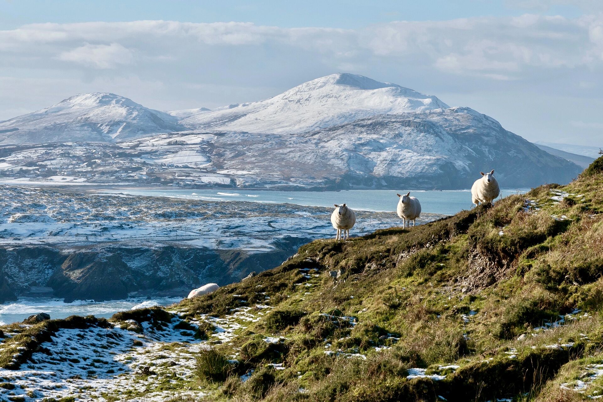 Three sheep graze on a grassy hillside, with a lake and snow capped mountains in the background