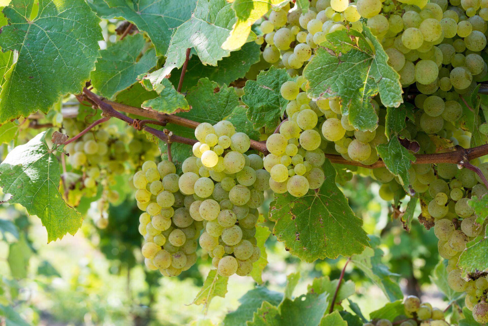 Close up picture of green grapes growing on a vine