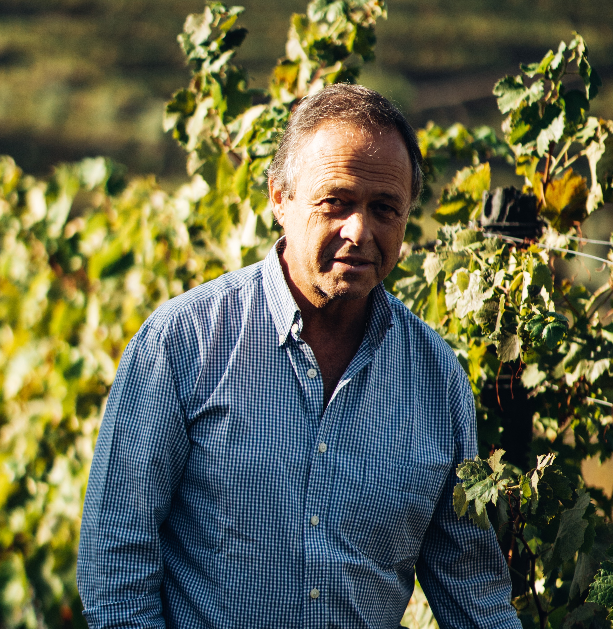 Winemaker Luís Sottomayor pictured in Sandeman vineyard in Quinta do Seixo, with green vines in the background and a light blue shirt and smile.