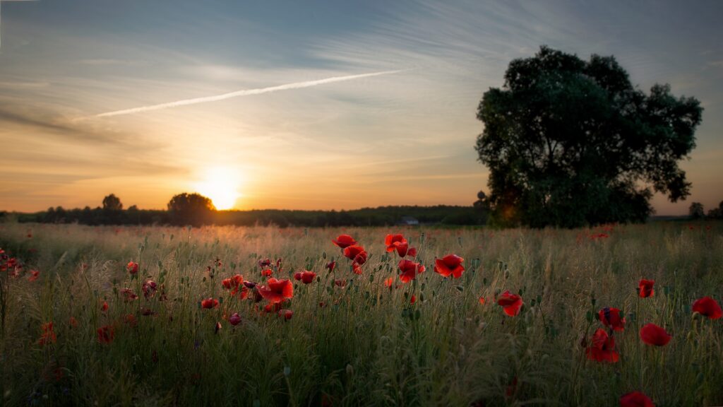 The important statue is standing amidst a field of red poppies as the sun is setting.