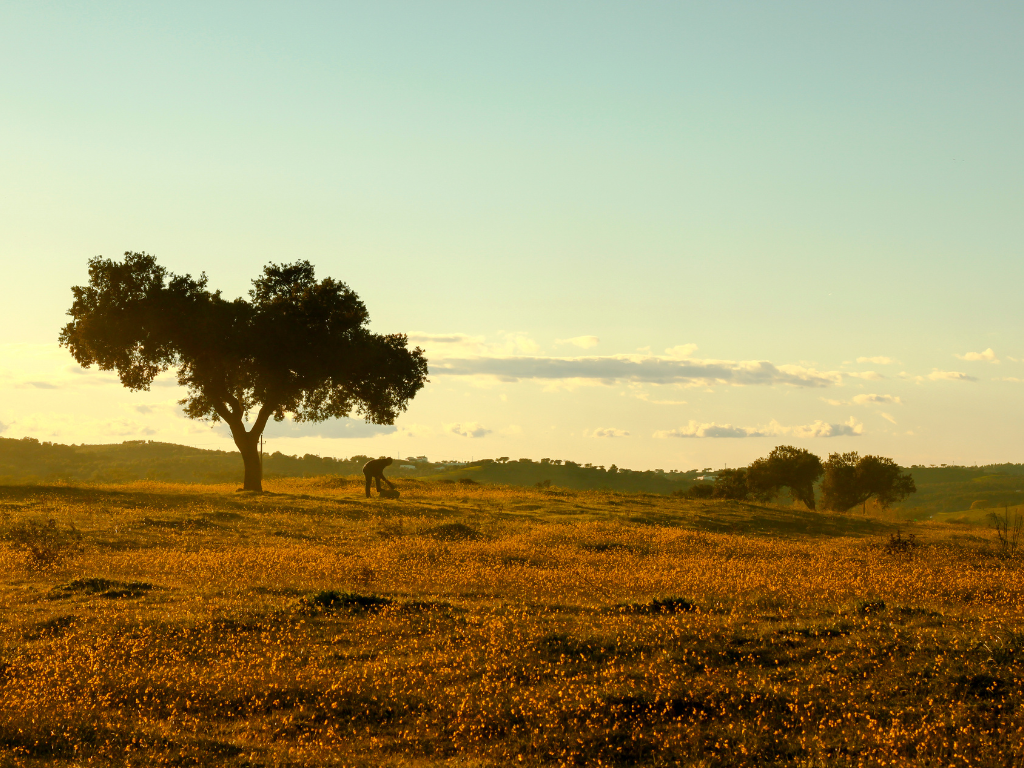 Alentejo during golden hour, a lone farmer bends over while under a single tree