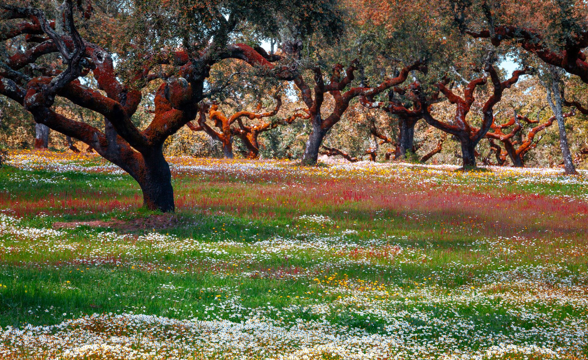 The cork trees for which Portugal is famous.