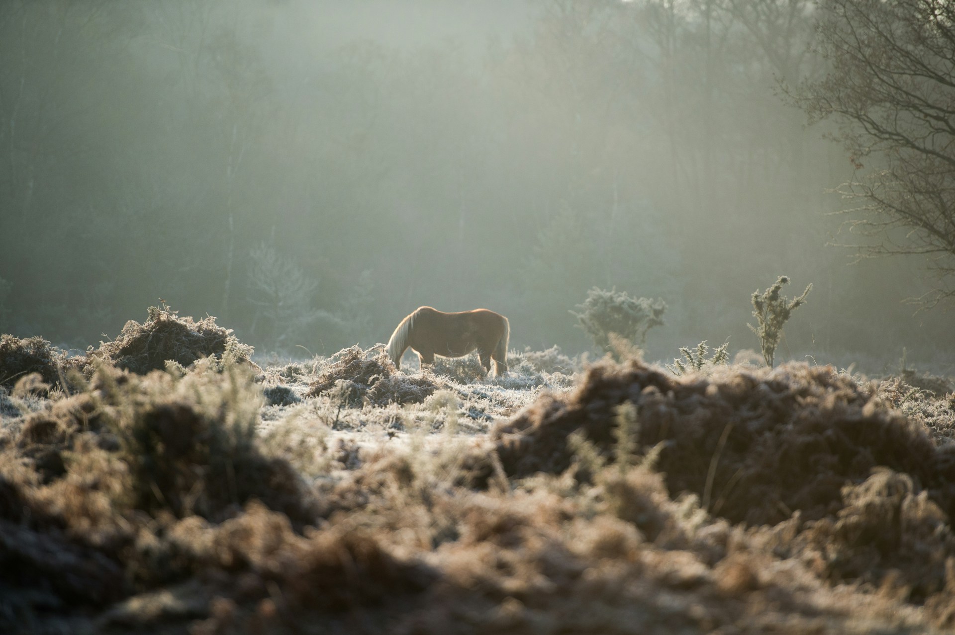 A horse with its head bowed feeding in a winter landscape