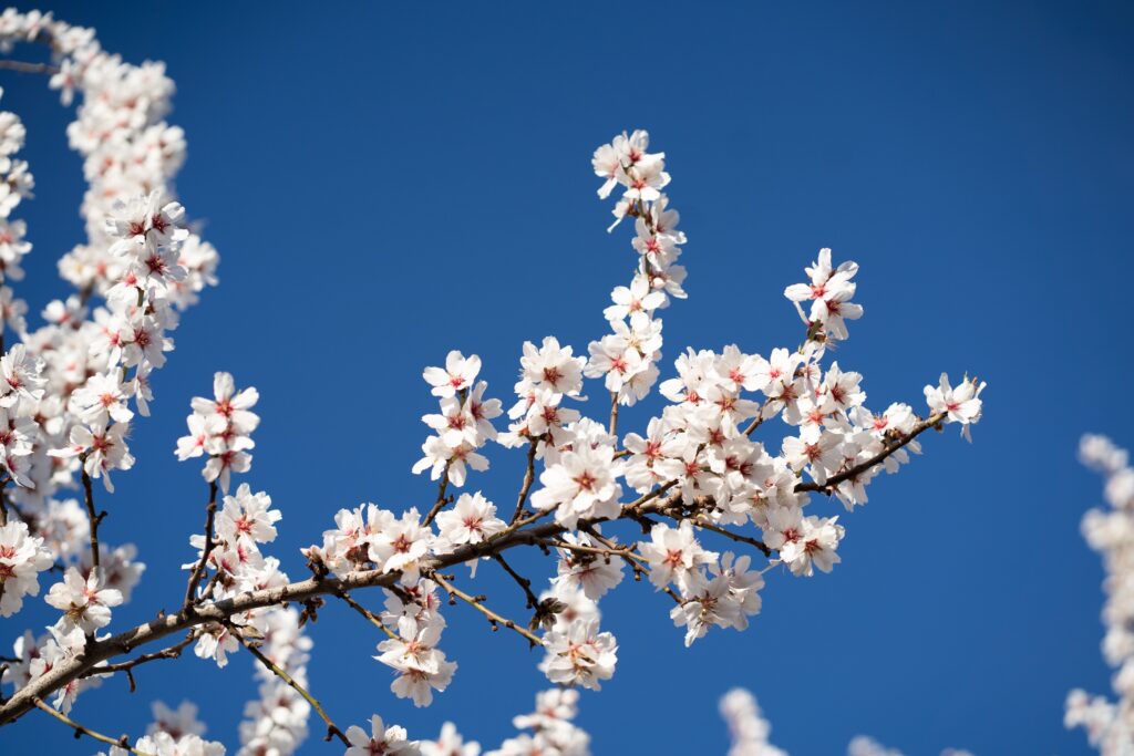 Almond Blossom and CrowdFree Bazaars This is OffSeason in Morocco